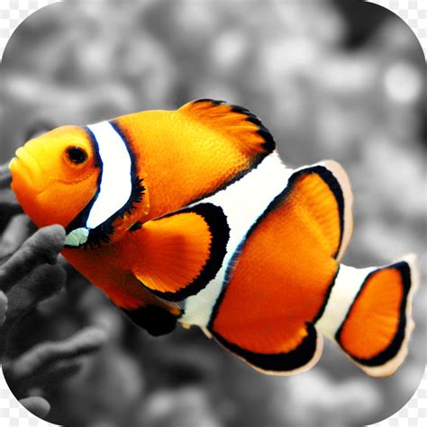 peixe nemo - peixe ornamental